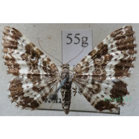 Epirrhoe tristata (Linnaeus, 1758) Paśnik posmutek Czech55g